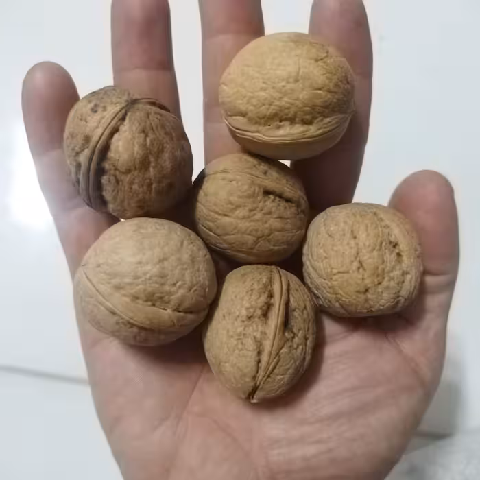 گردو ایرانی ممتاز  دست چین  500 گرمی  مغز پرچرب دون پوکی و خرابی و فاقد گردوی سوزنی و کرم خوردگی