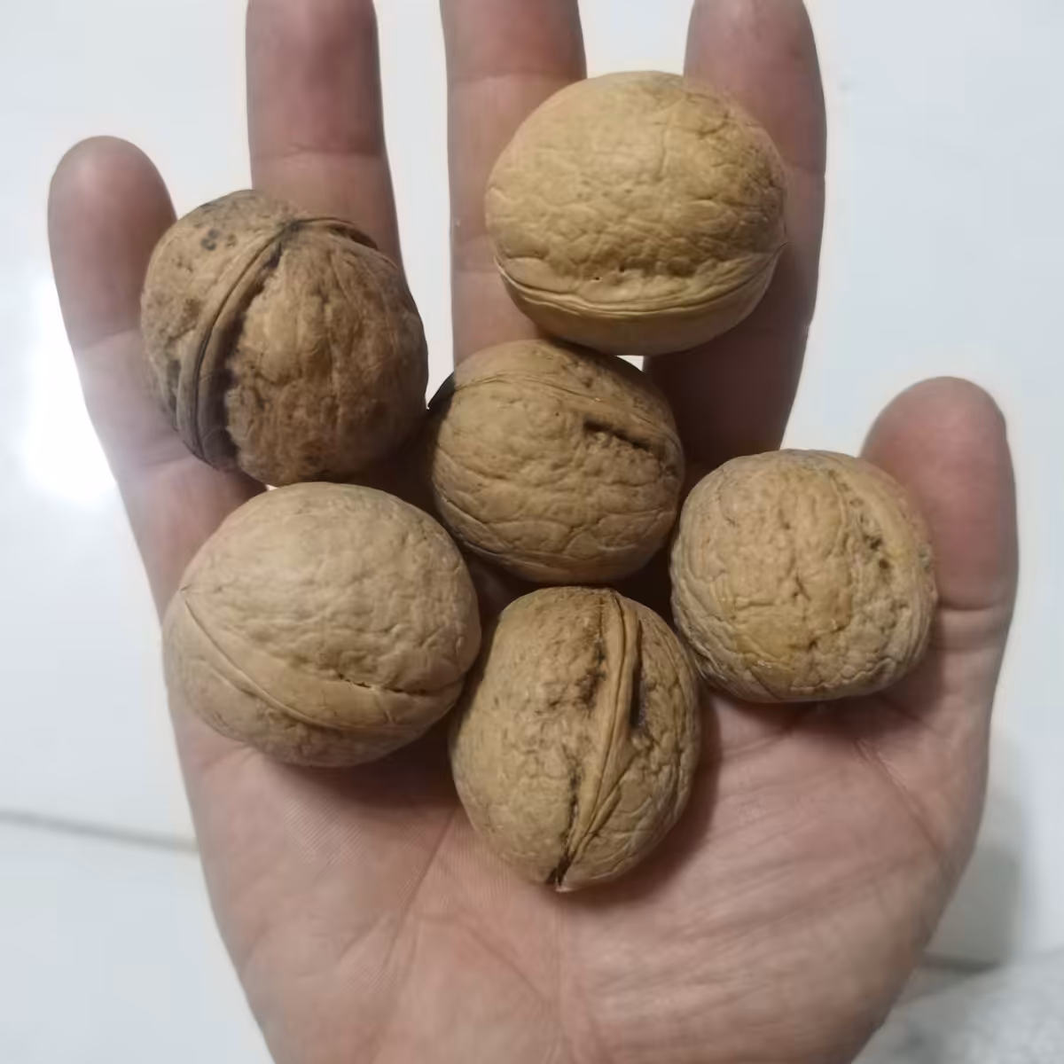 گردو ایرانی ممتاز  دست چین  500 گرمی  مغز پرچرب دون پوکی و خرابی و فاقد گردوی سوزنی و کرم خوردگی