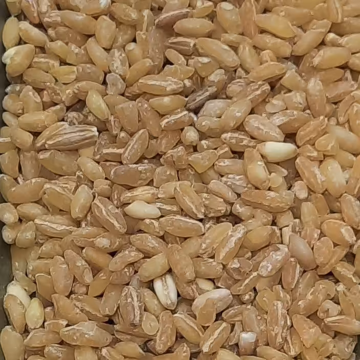 گندم پوست کنده اهوازی مخصوص حلیم