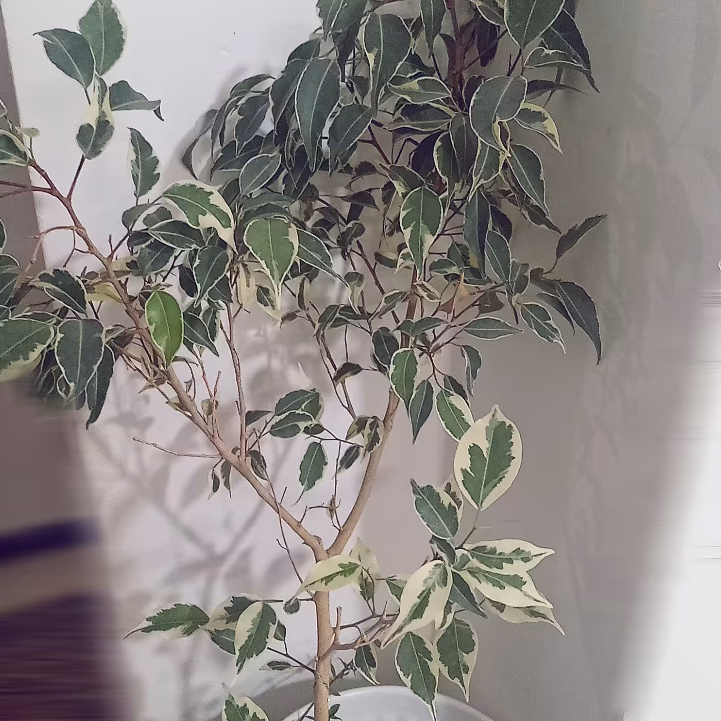 گیاه اپارتمانی بنجامین ابلق ،گلدان سرامیکی