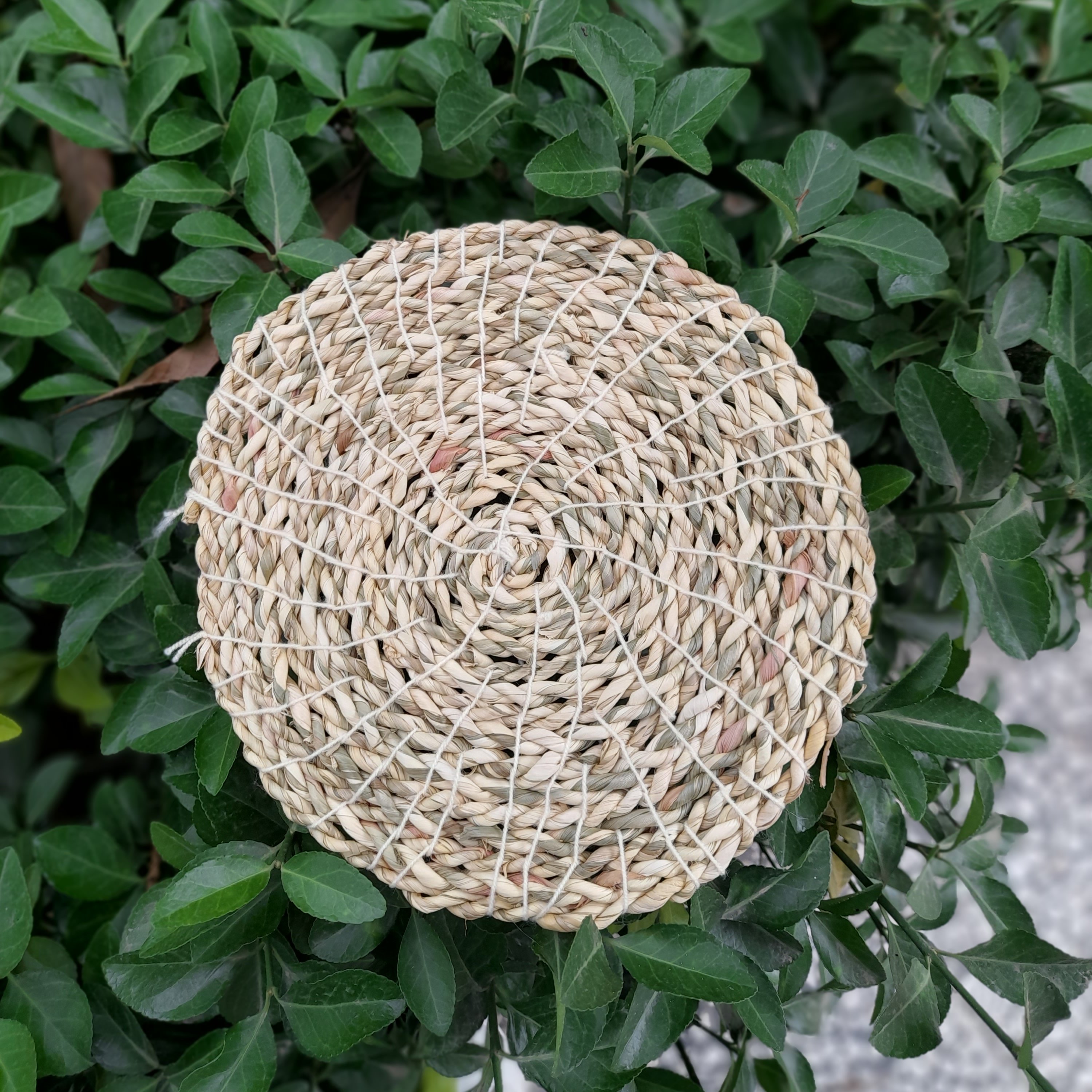 زیر قابلمه یی حصیری دارای رنگ طبیعی خود گیاه وزن 300گرم وابعاد22*22