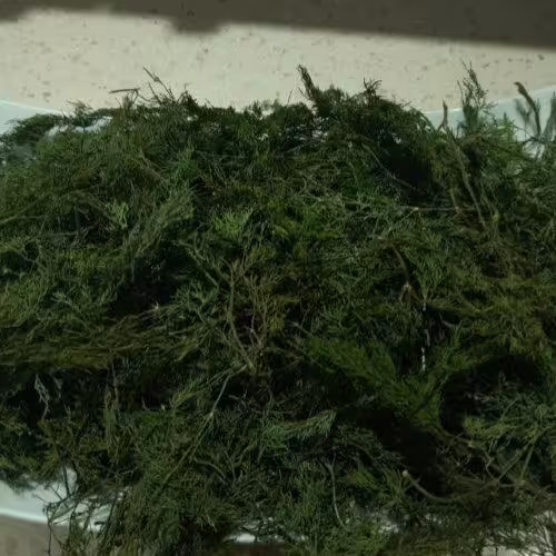 شوید خشک درجه یک قوچان