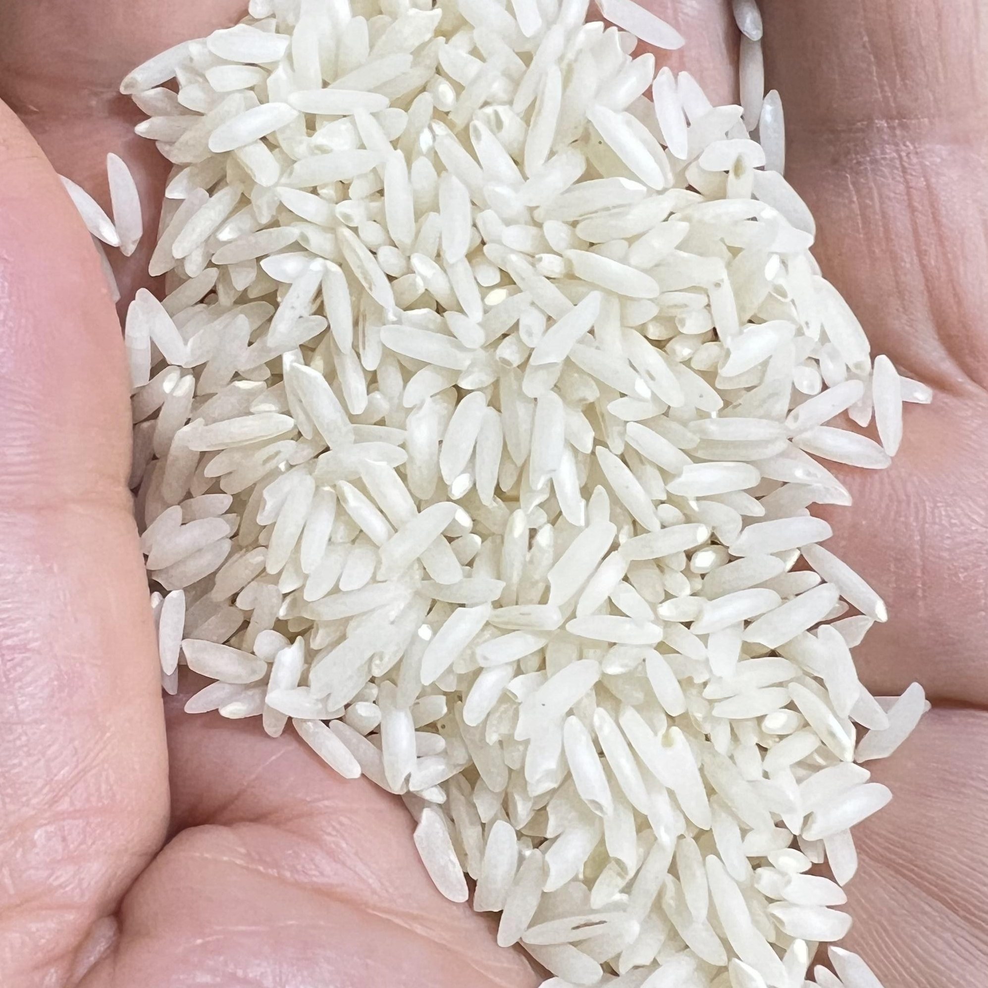 برنج ممتاز طارم هاشمی امساله