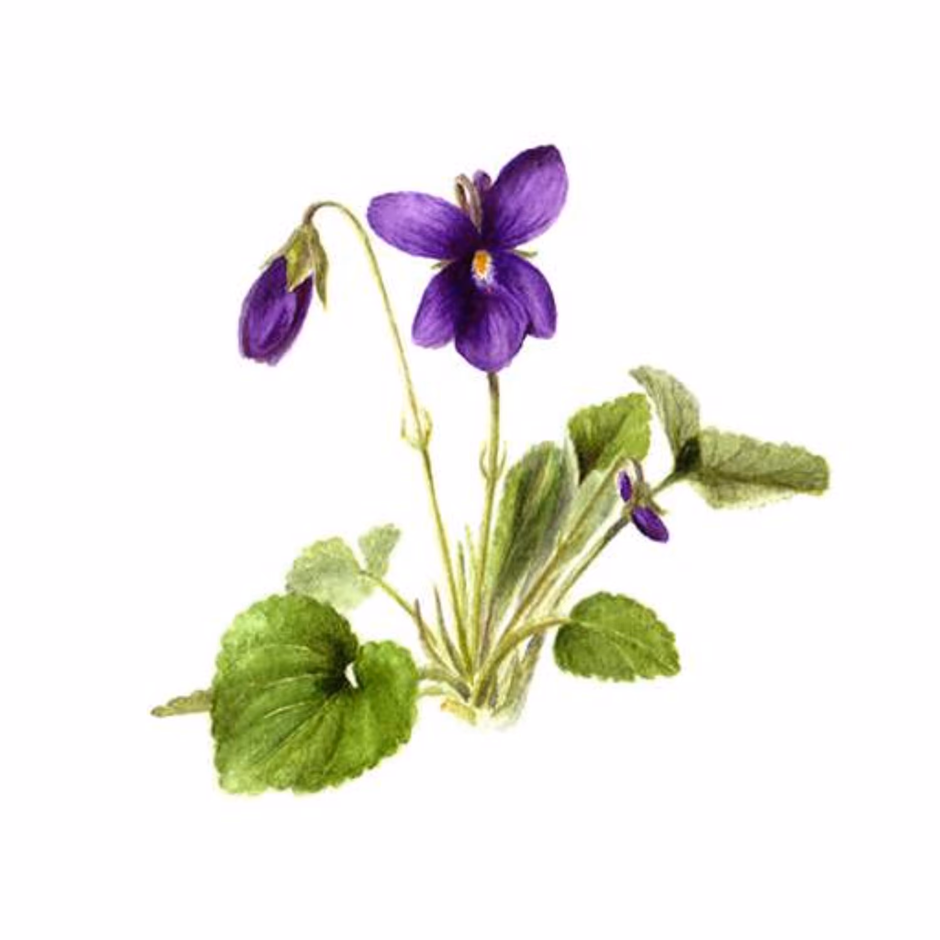 بذر بنفشه معطر  50 عددی