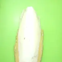 کف دریا(300گرمی)