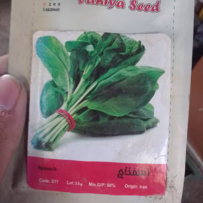 بذر اسفناج