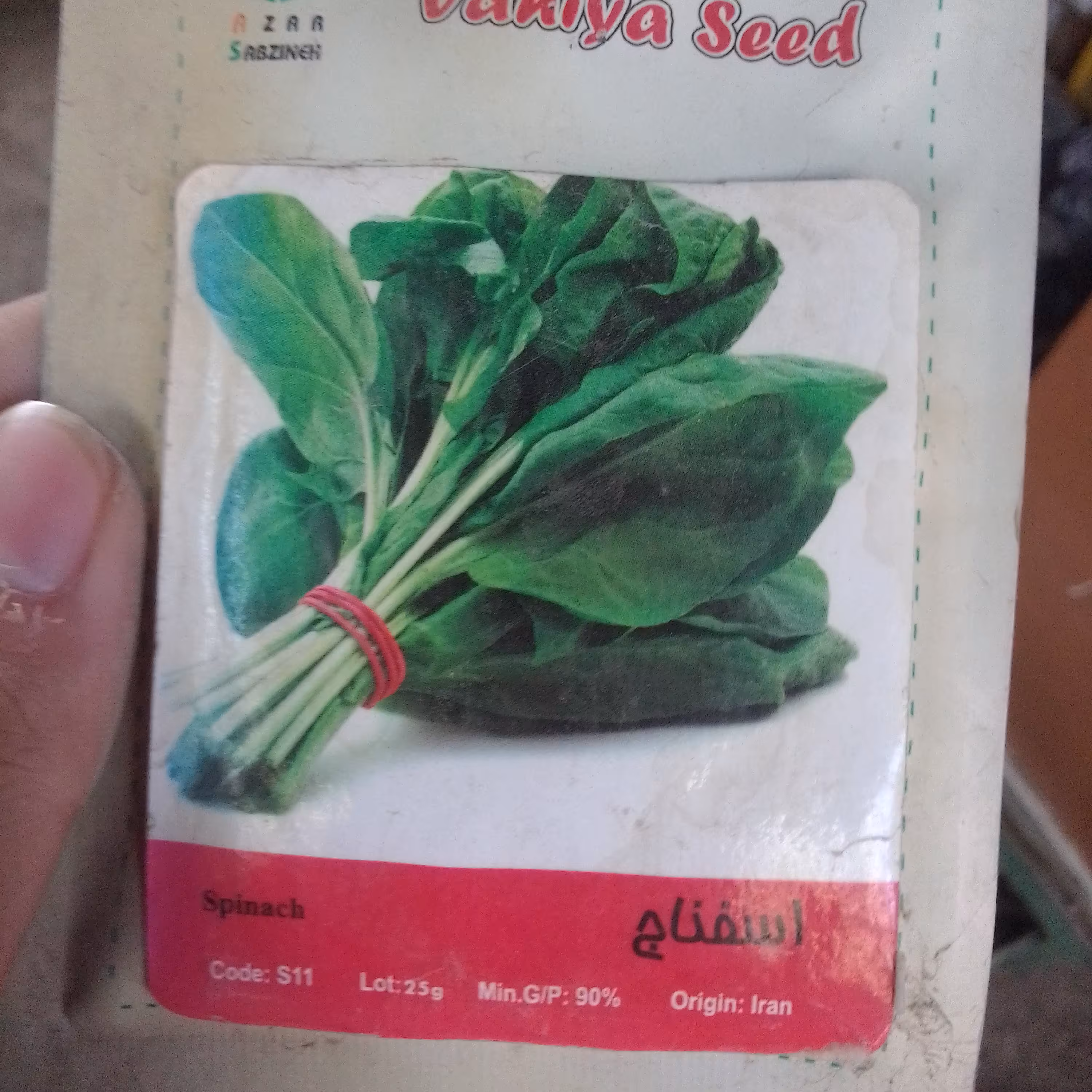 بذر اسفناج