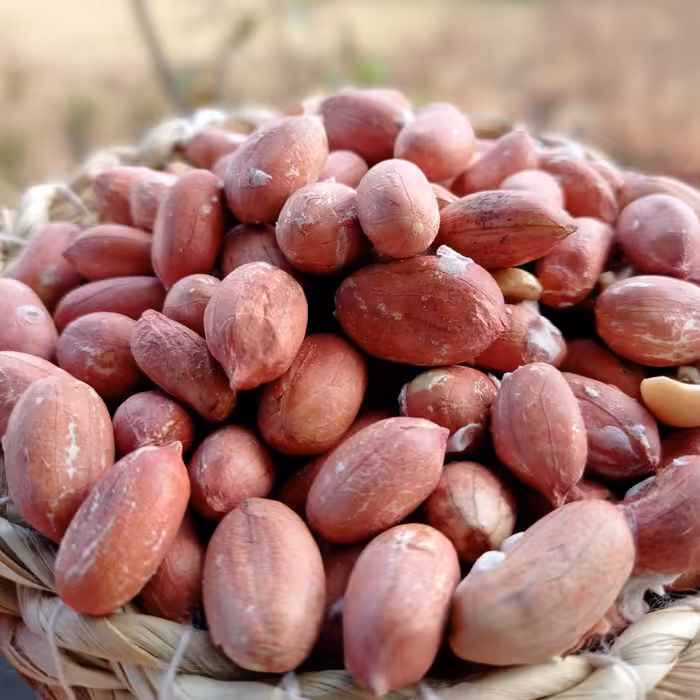 بادام زمینی نمکی استانه اشرفیه یک کیلویی