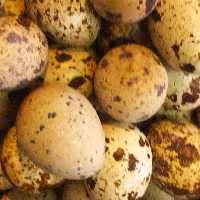 تخم خوراکی بلدرچین در بسته بندی های نیم کیلویی سیمرغ آذربایجان 