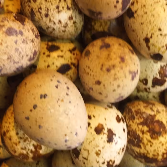 تخم خوراکی بلدرچین در بسته بندی های نیم کیلویی سیمرغ آذربایجان 