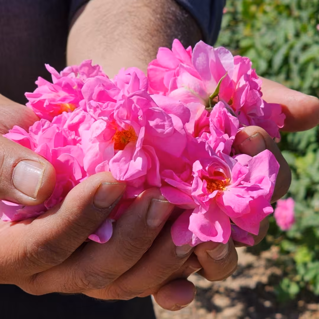 گلاب قمصر کاشان(عیار 80)( از 80 کیلو گل مرغوب قمصر 40 لیتر برداشت کردم)