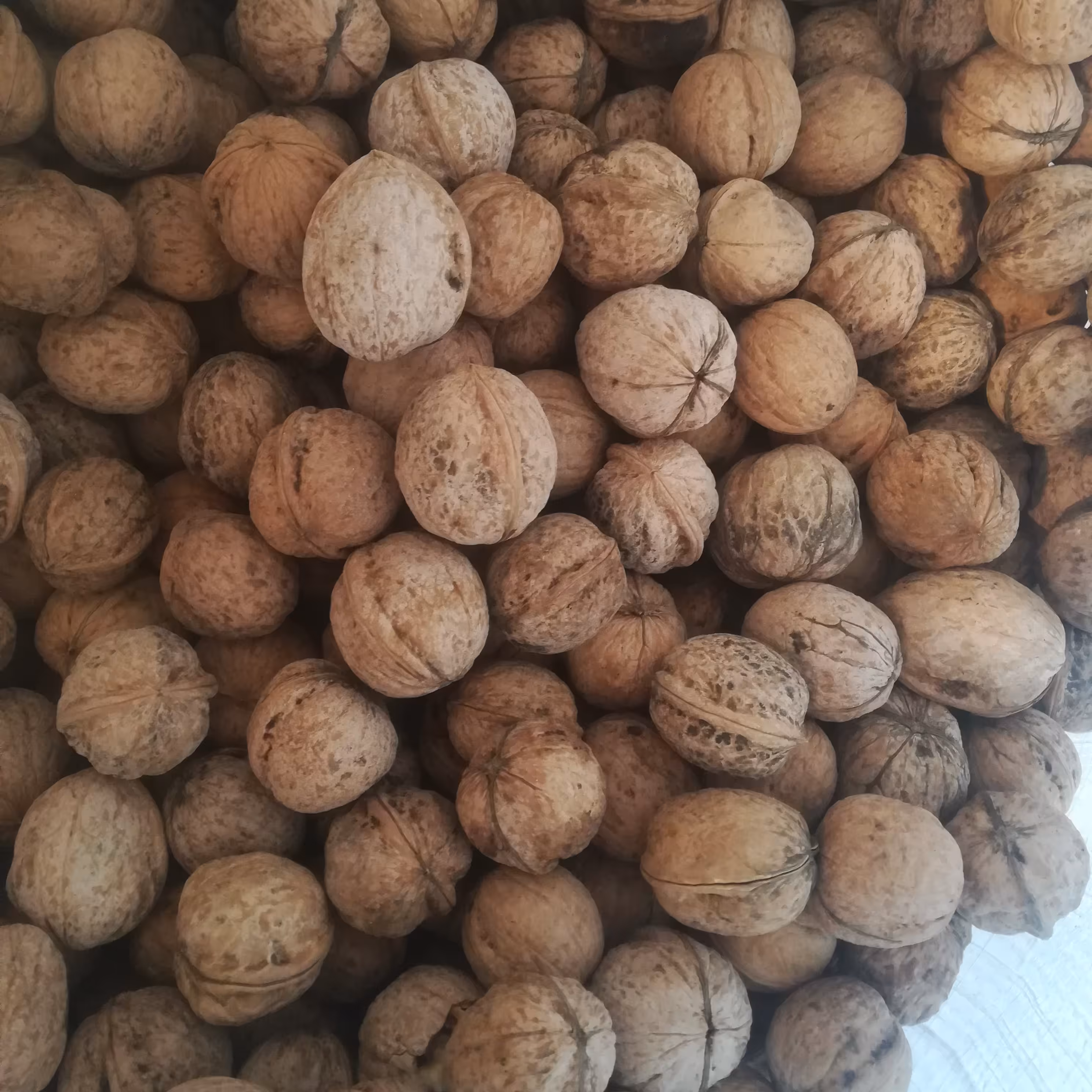 گردو مراغه 10 کیلو ارسال رایگان 