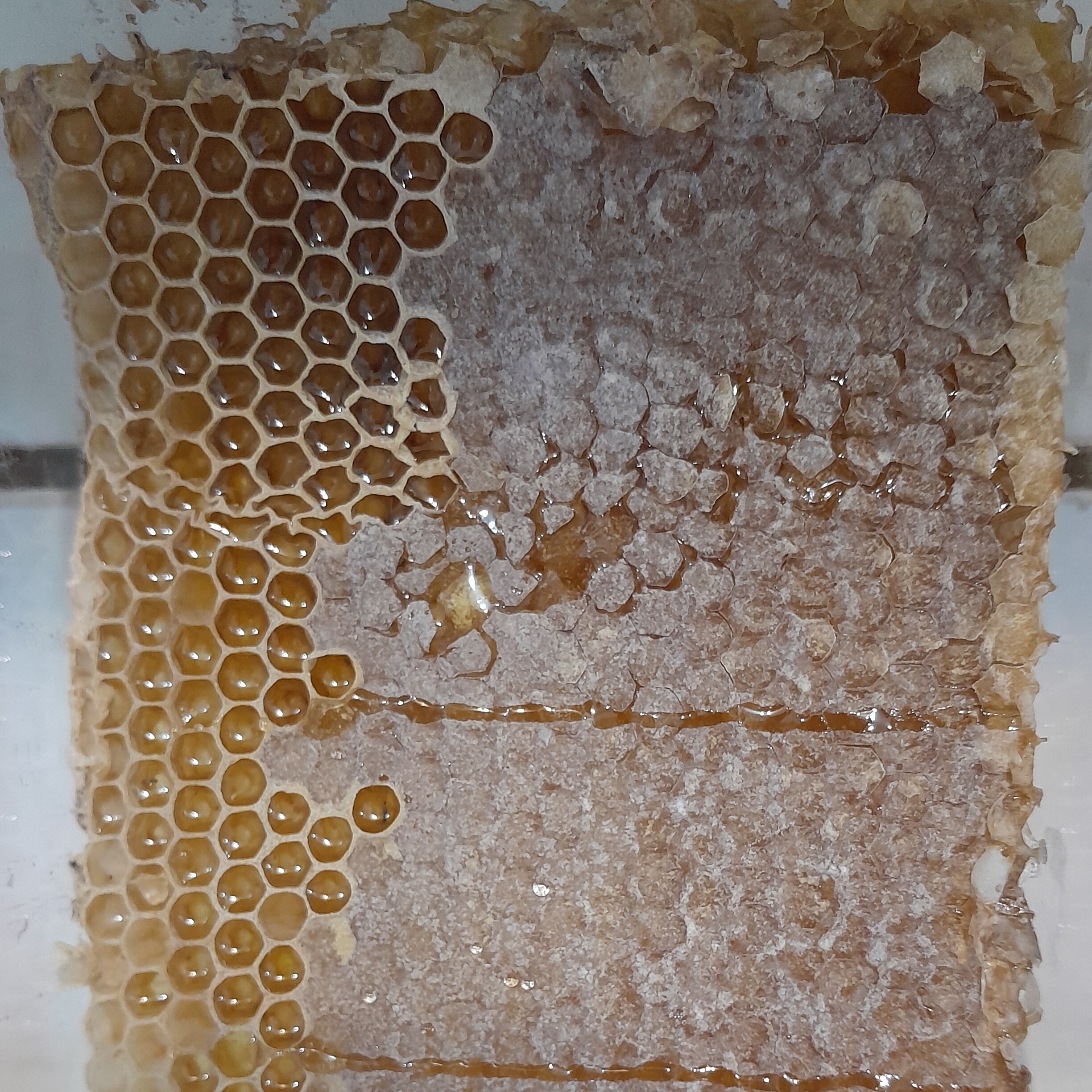 عسل موم دار گون و کنار وزن 350 گرم به بالا