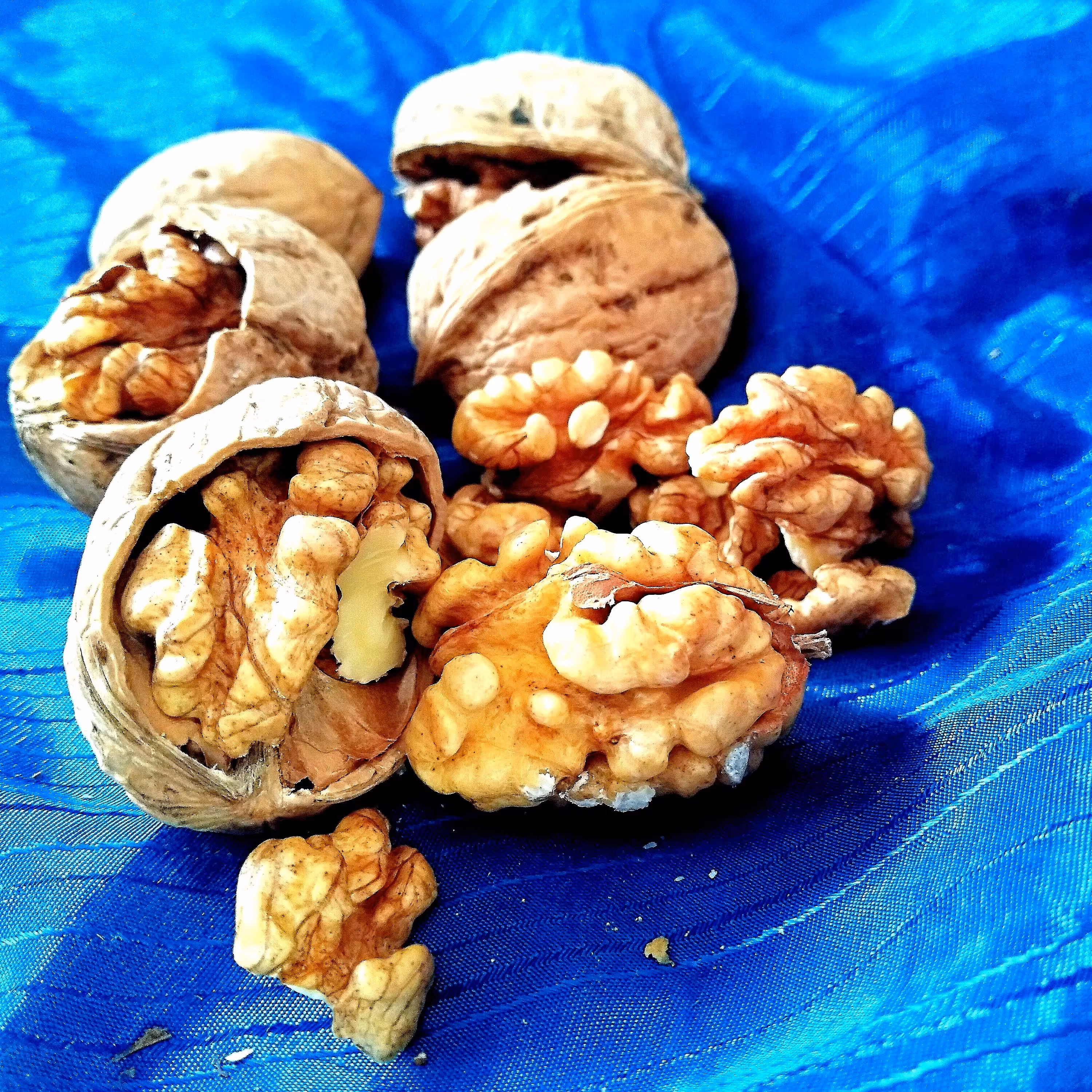 گردو کاغذی پر مغز امسالی (نیم کیلو)