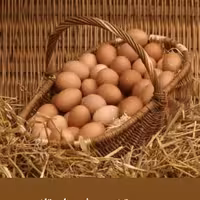 تخم مرغ محلی تازه