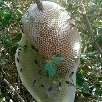 عسل کوه وخوشمزه