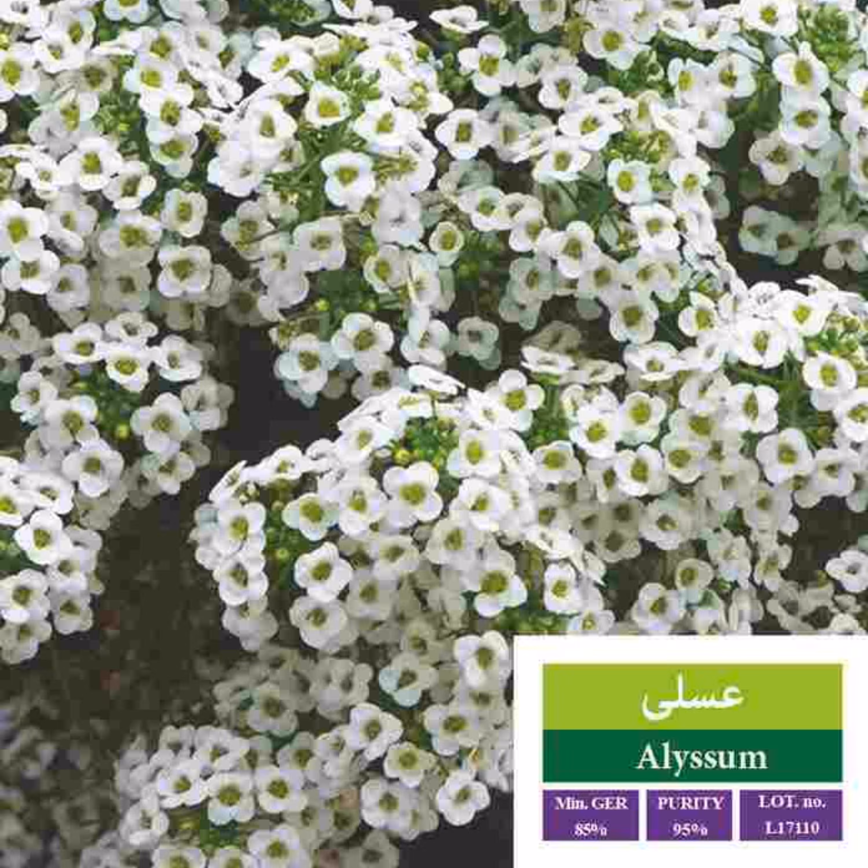 بذر گل عسلی بذر طلایی رویان 