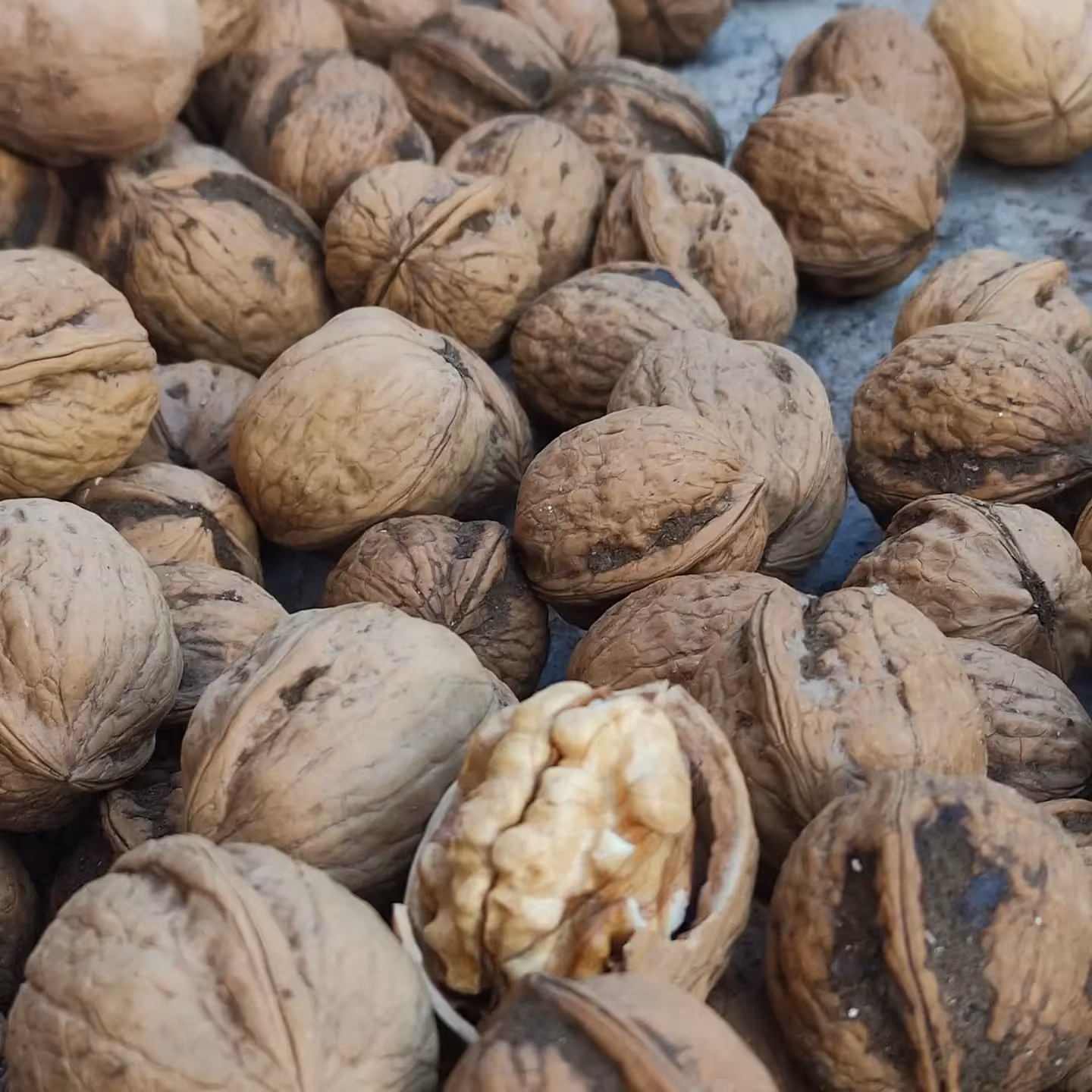 گردوی پر چرب تویسرکان (1000گرم) محصول 402