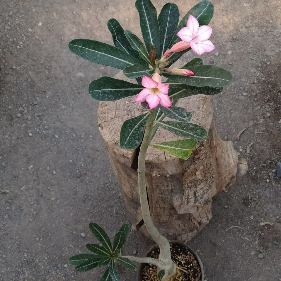 بنسای آدنیوم 
سایز گلدان 12 سن بالا و روی گل 