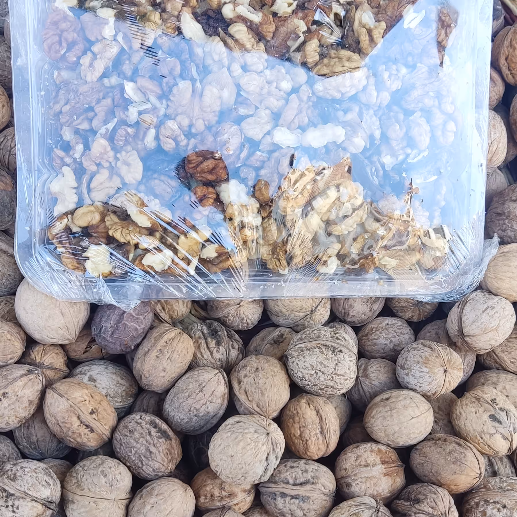 گردو کرج،بسیار خوشمزه و چرب،یک کیلویی با پوست