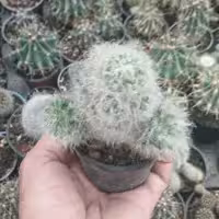 کاکتوس مامیلاریا خار غلابی