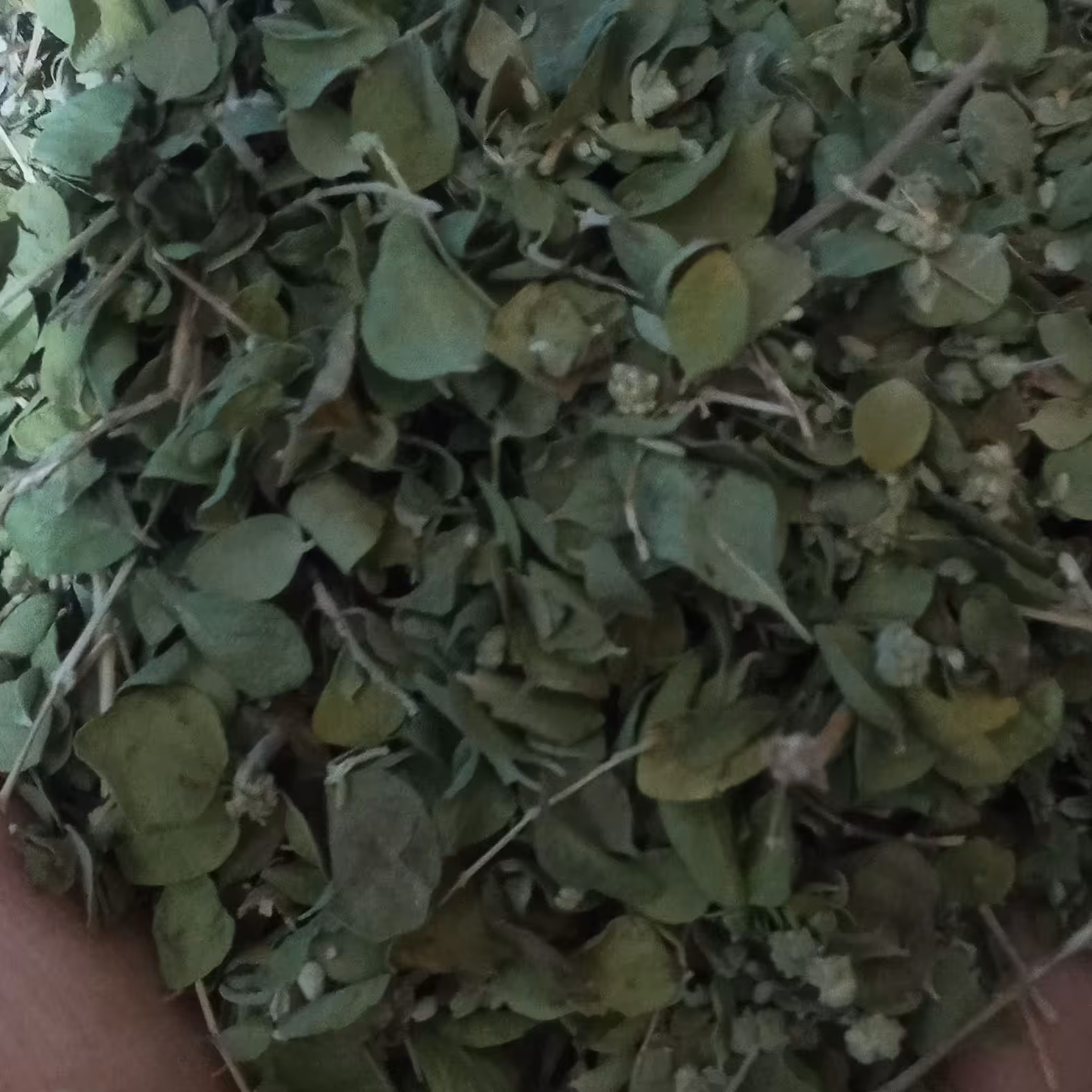 آویشن شیرازی (1000گرمی)