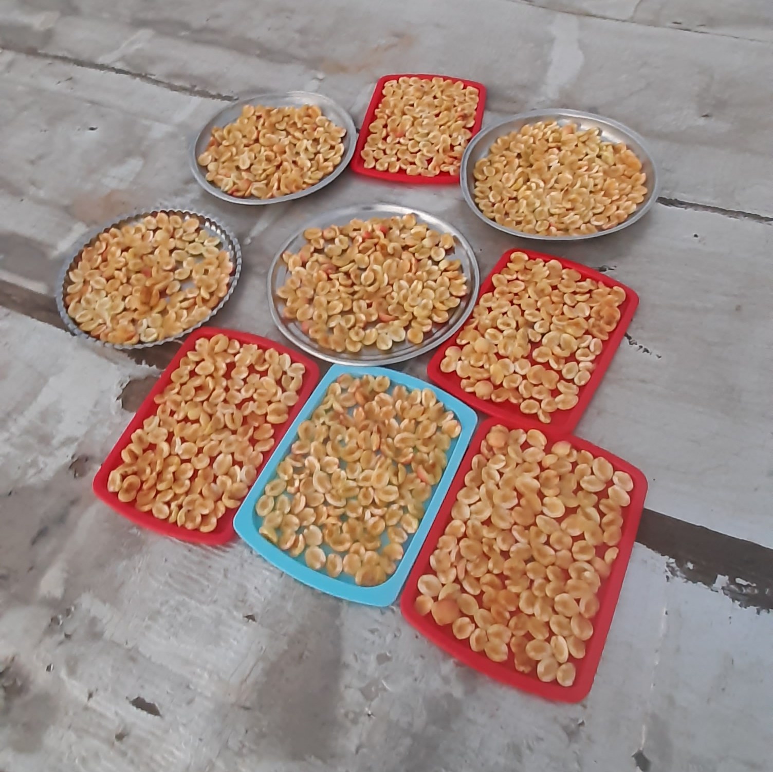 زردآلوی خشک