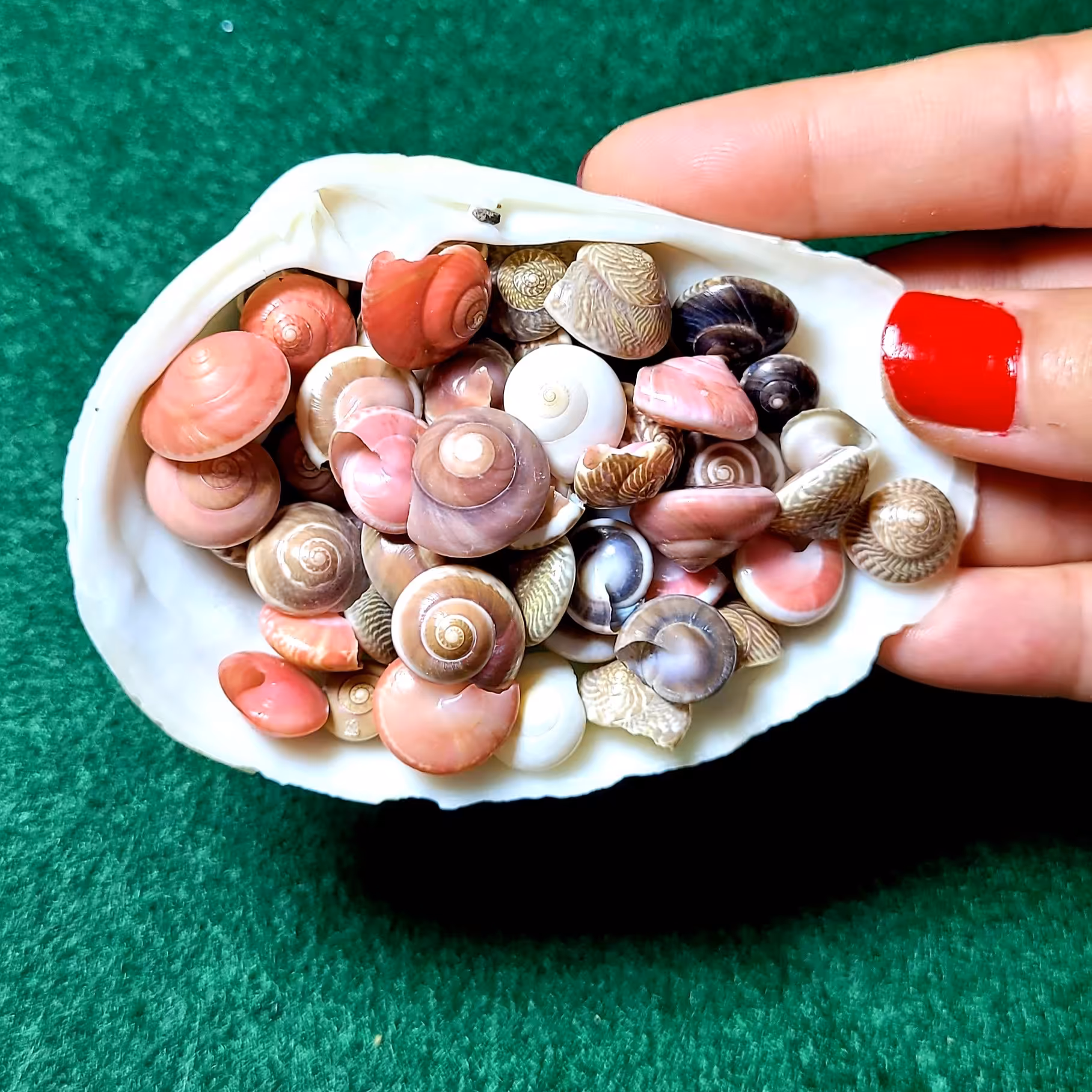 صدف حلزون رنگی(50 عدد)