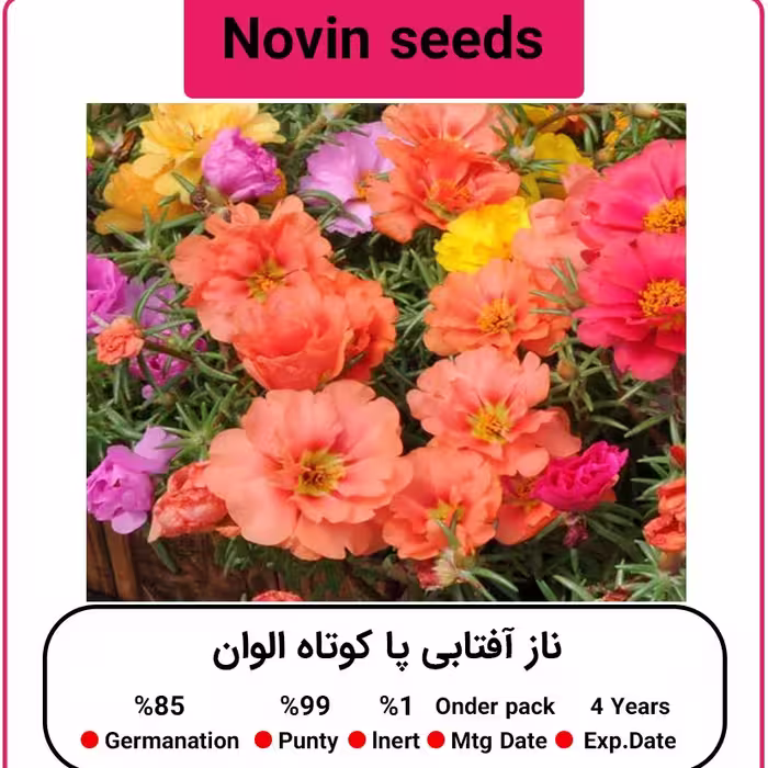 بذر گل ناز آفتابی الوان