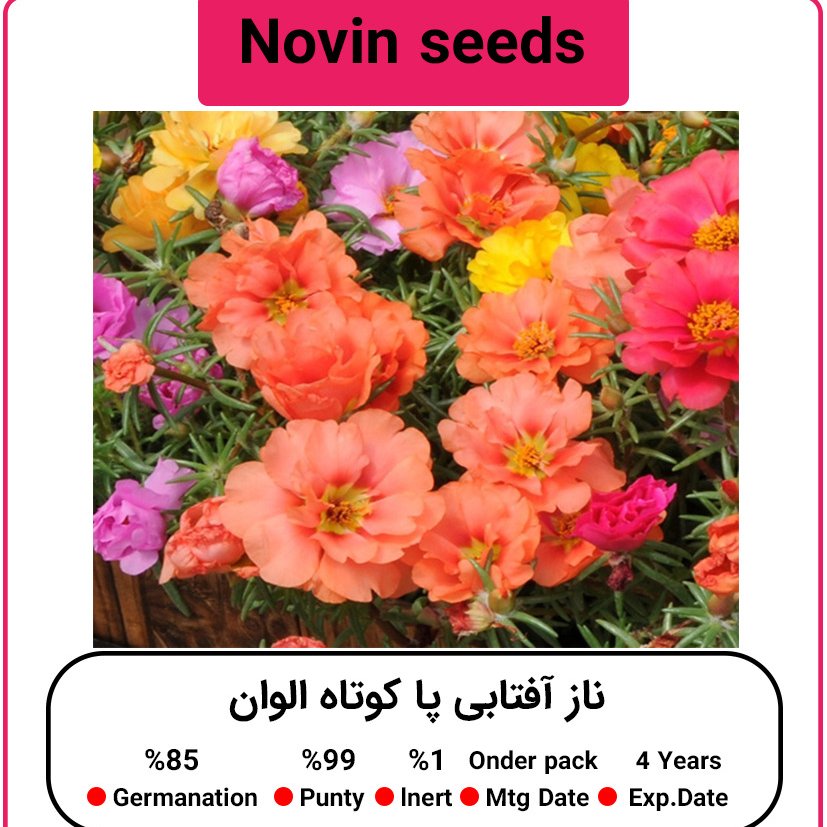 بذر گل ناز آفتابی الوان