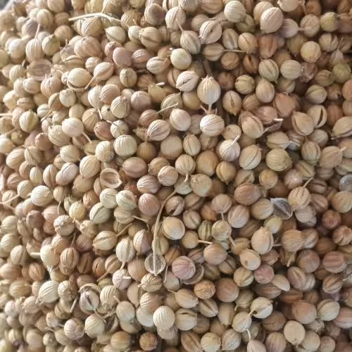 تخم گشنیز توپی (3 سیر)