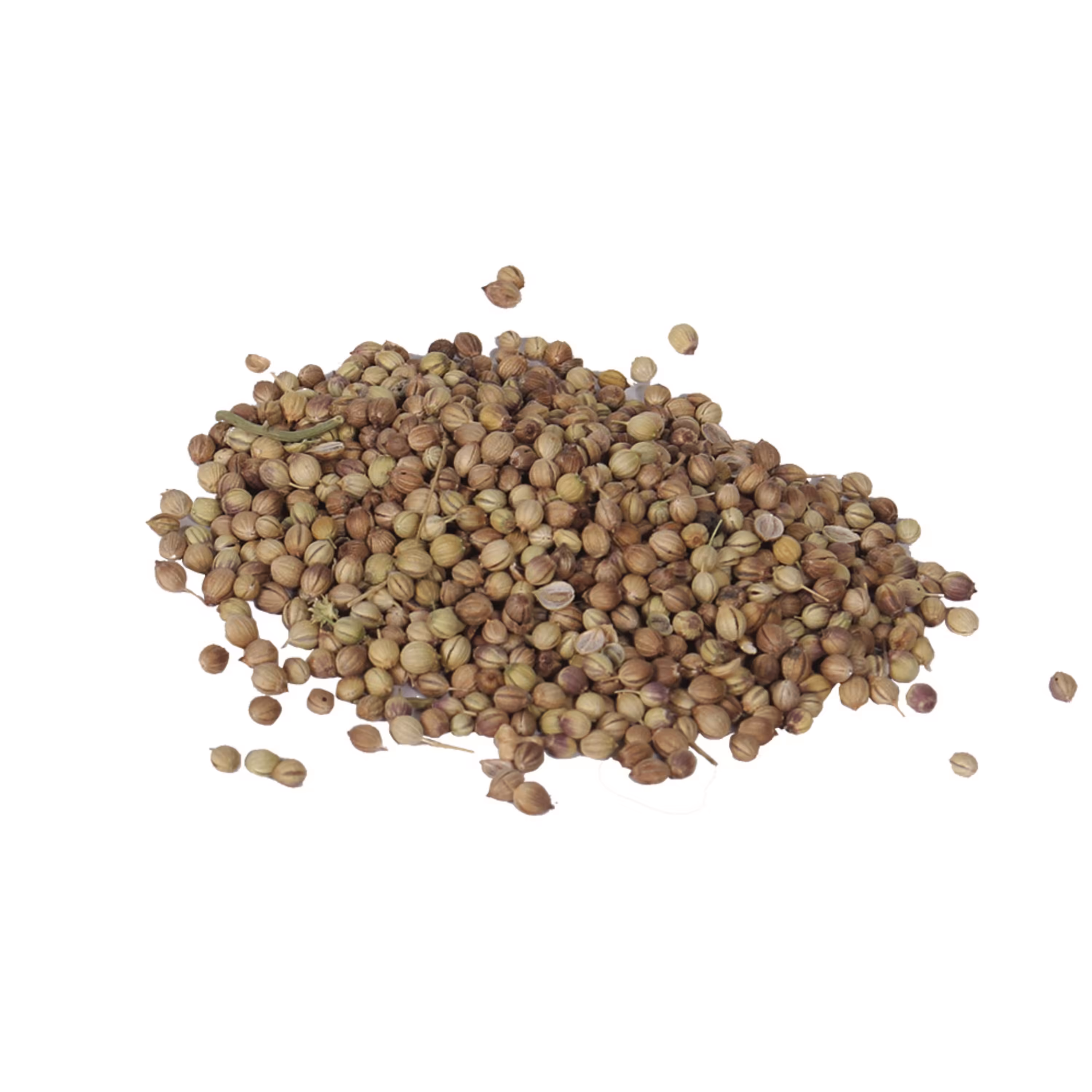 تخم گشنیز توپی سورت شده همدان- 500 گرم