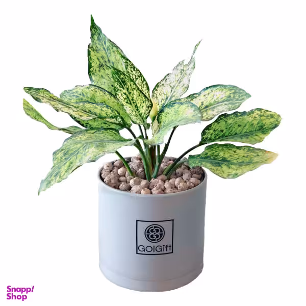 گیاه طبیعی آگلونما سفید گل گیفت کد GP007