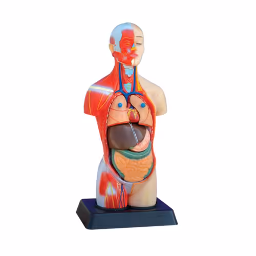 مولاژ نیم تنه مینی عضله دار