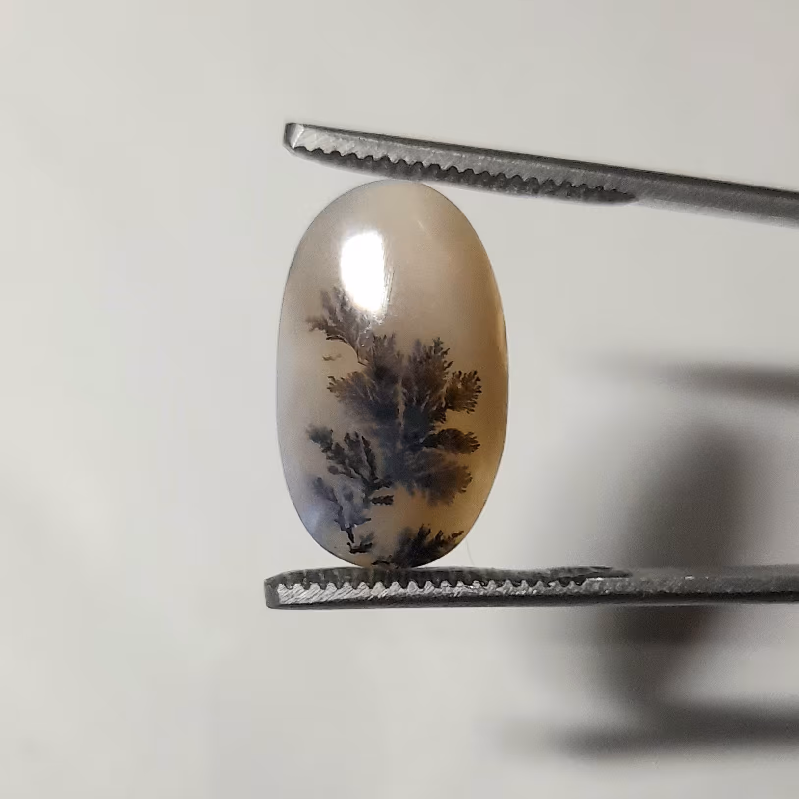 شجر قائن کلکسیونی طبیعی و معدنی کد 903