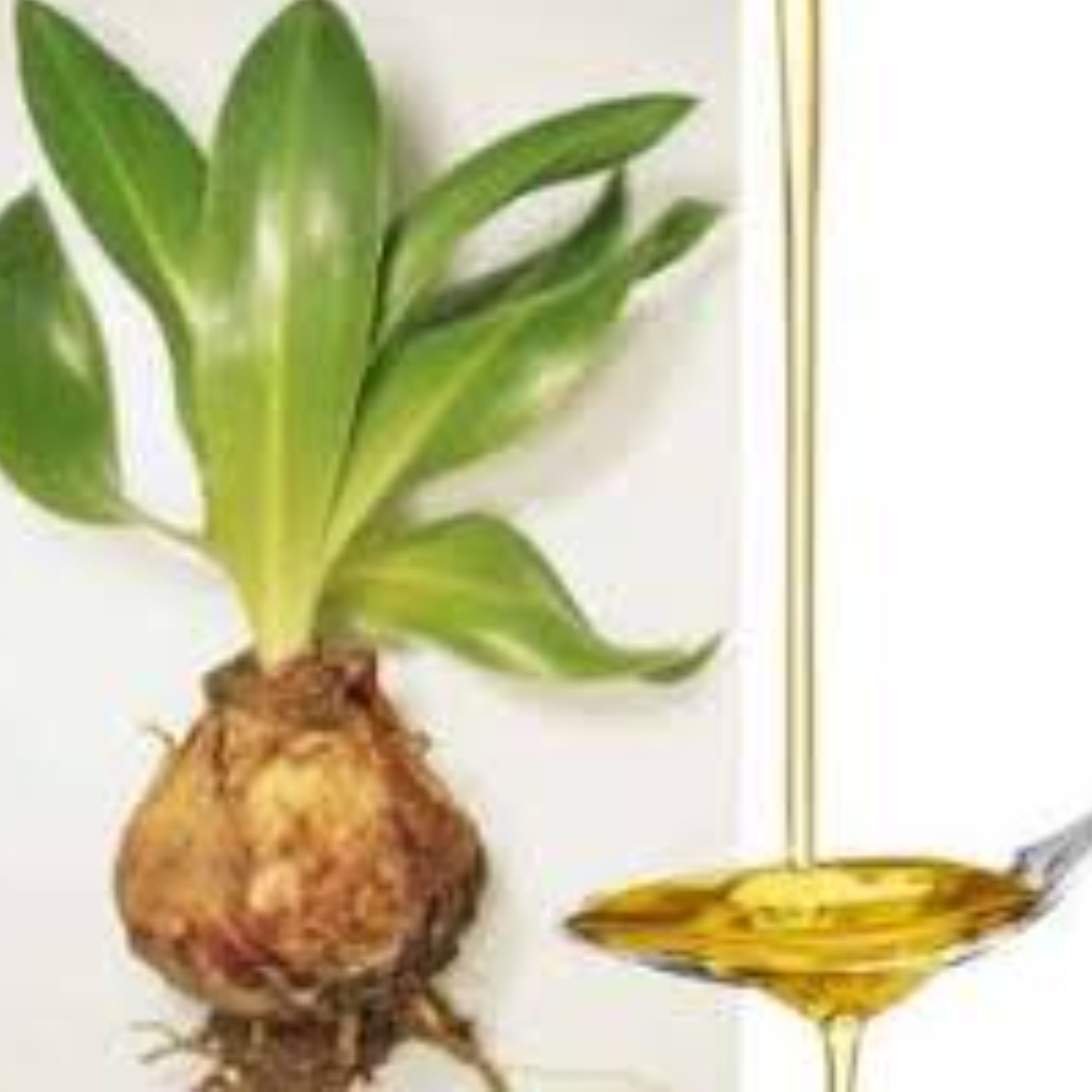 روغن کندش