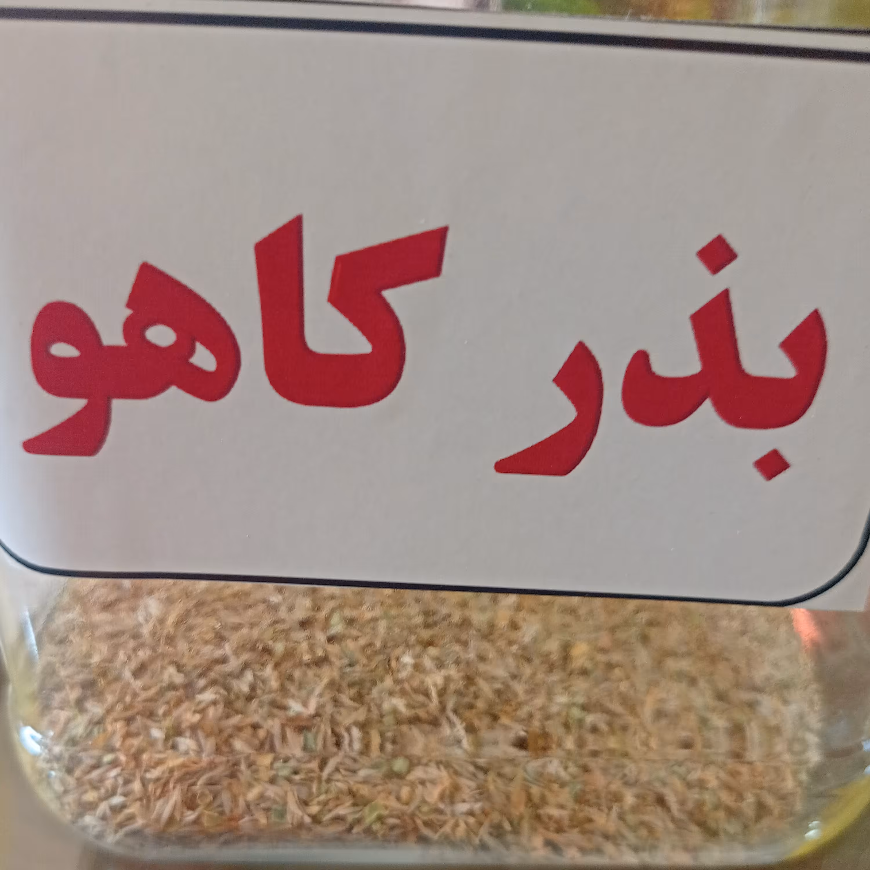بذر کاهو 