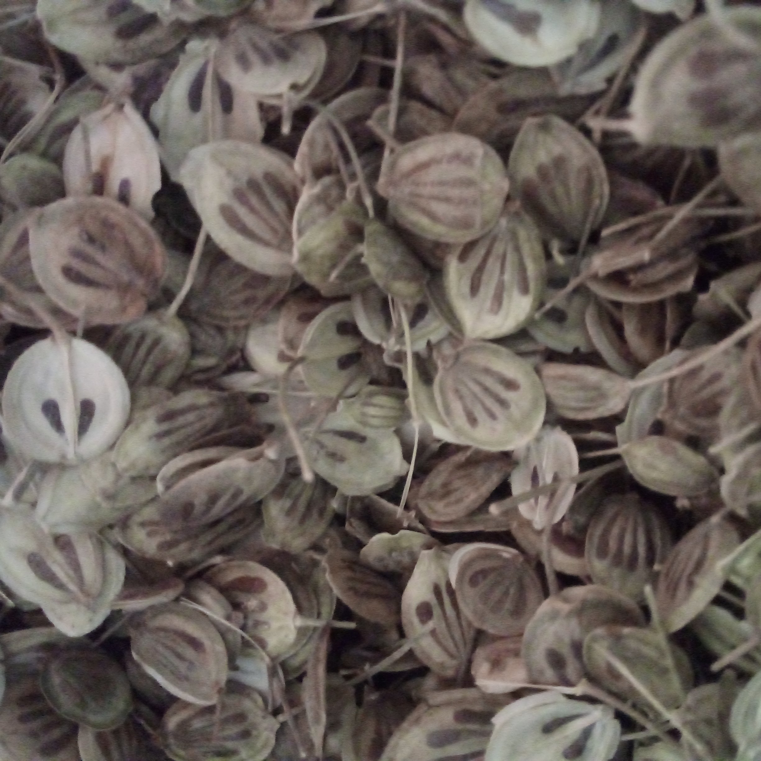 گل پر(یک کیلویی)