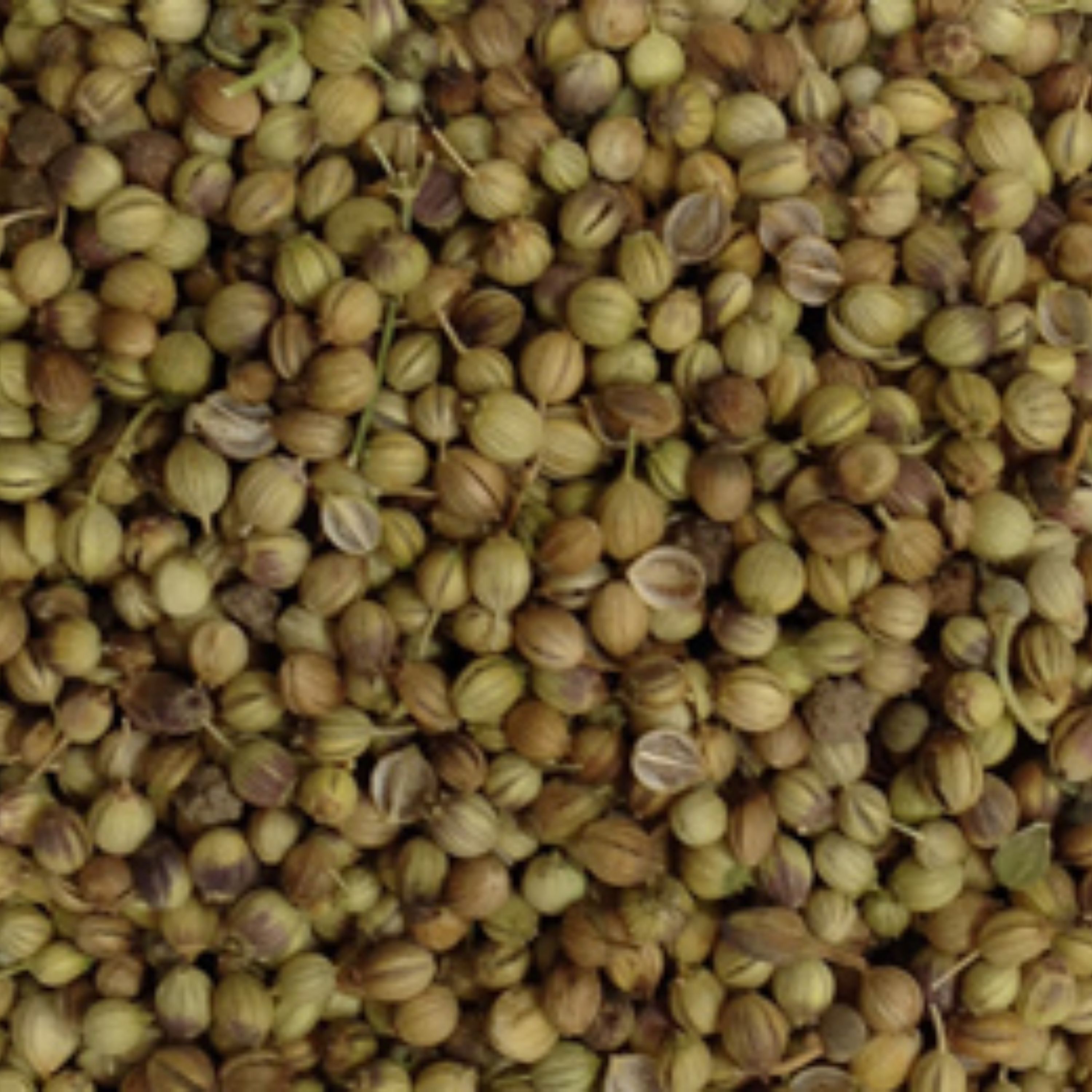 تخم گشنیز نیم کیلویی معطر درجه یک بدون چوب