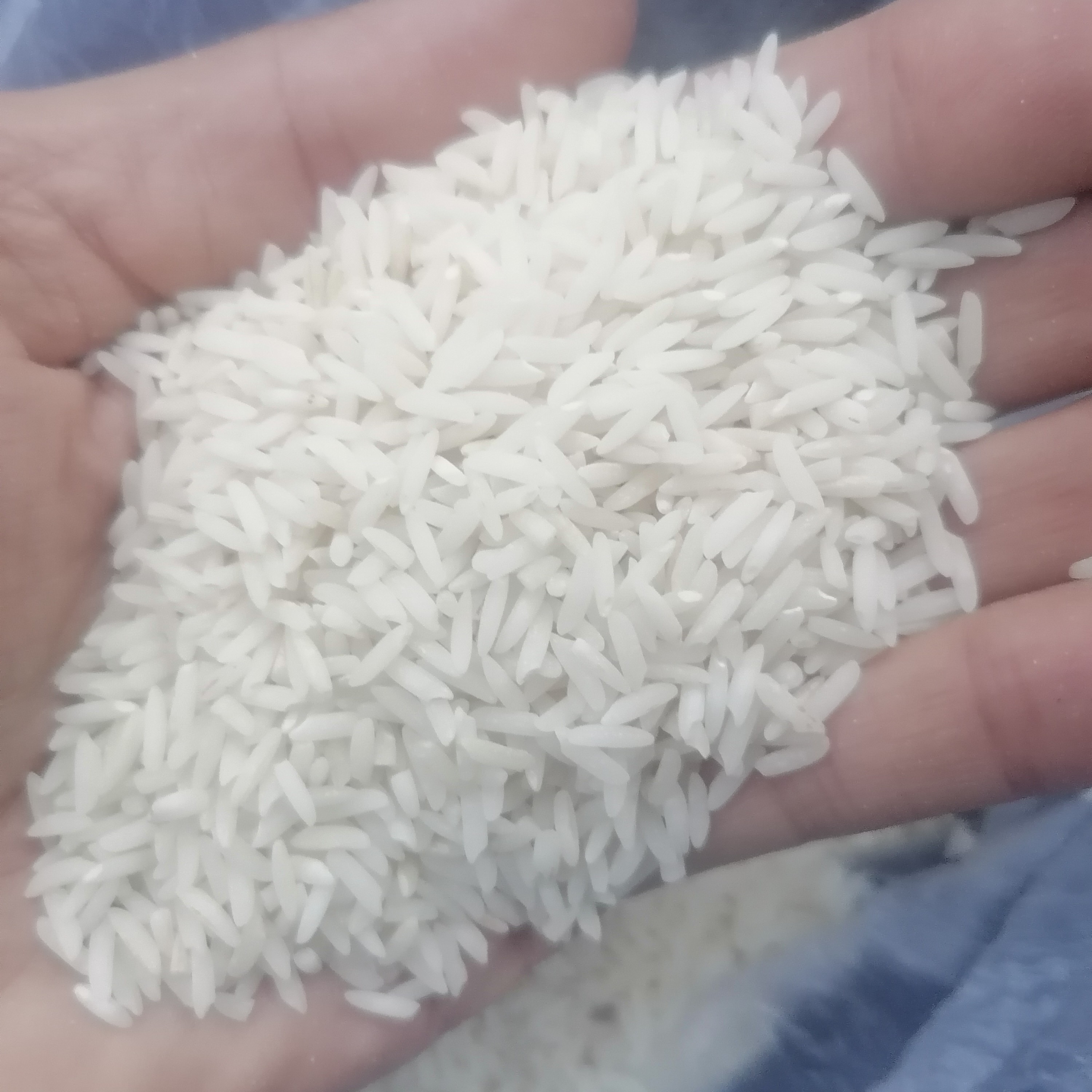 برنج طارم هاشمی کشت دوم 10 کیلویی معطر درجه یک شهرستان جویبار