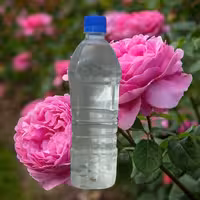 گلاب تک آتیشه میرزا(مستقیم از تولید کننده)