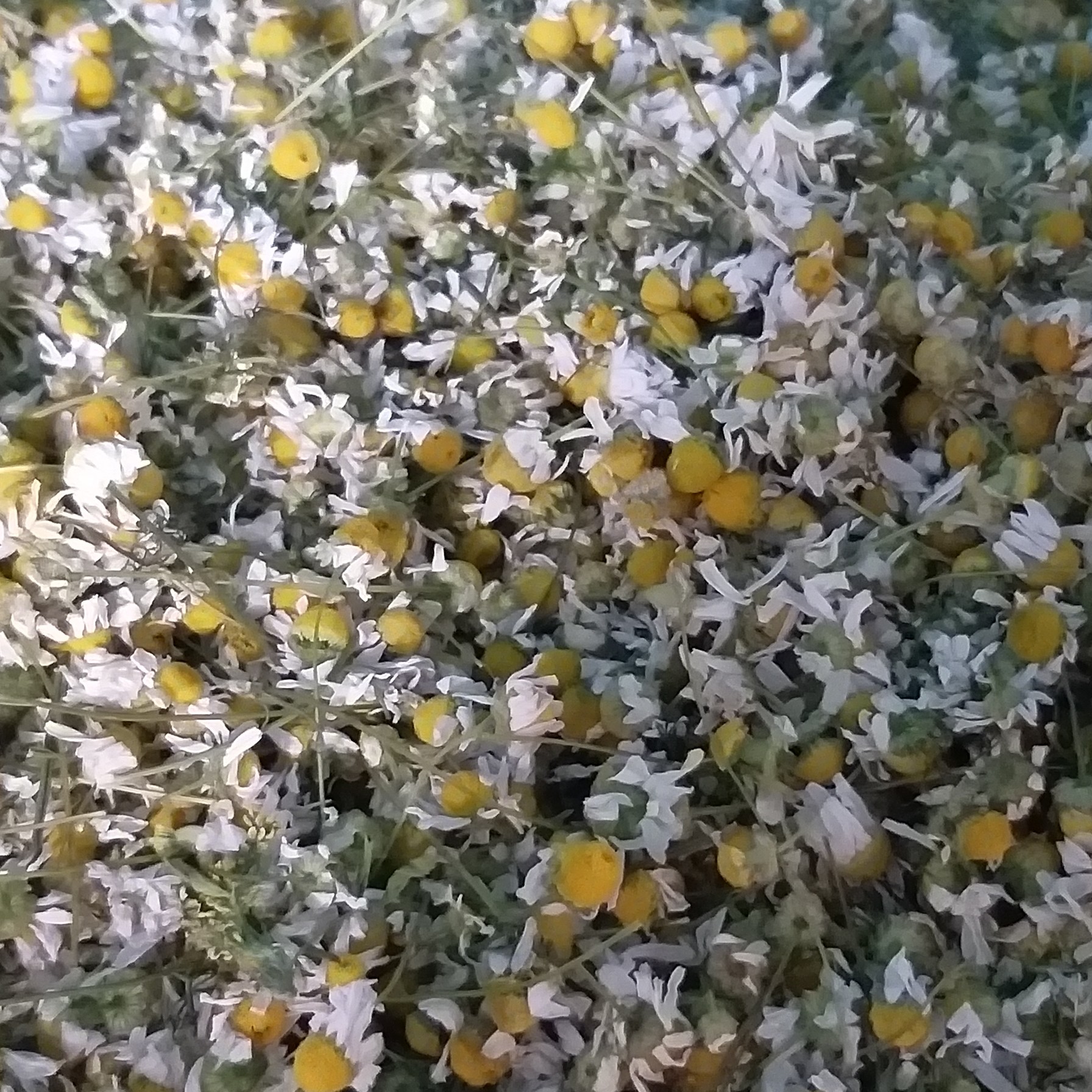 بابونه المانی نیم کیلویی سرگل خالص خشک شده درجه یک امساله بسته بندی نیم کیلویی کشت ارگانیک با ارسال رایگان