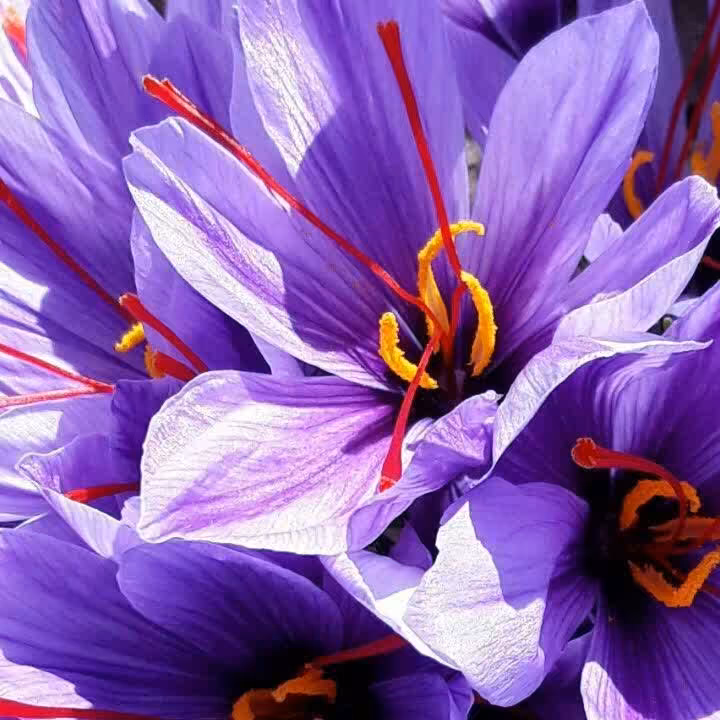 زعفران خراسان 1 مثقالی در بسته بندی مقوایی مقرون بصرفه 