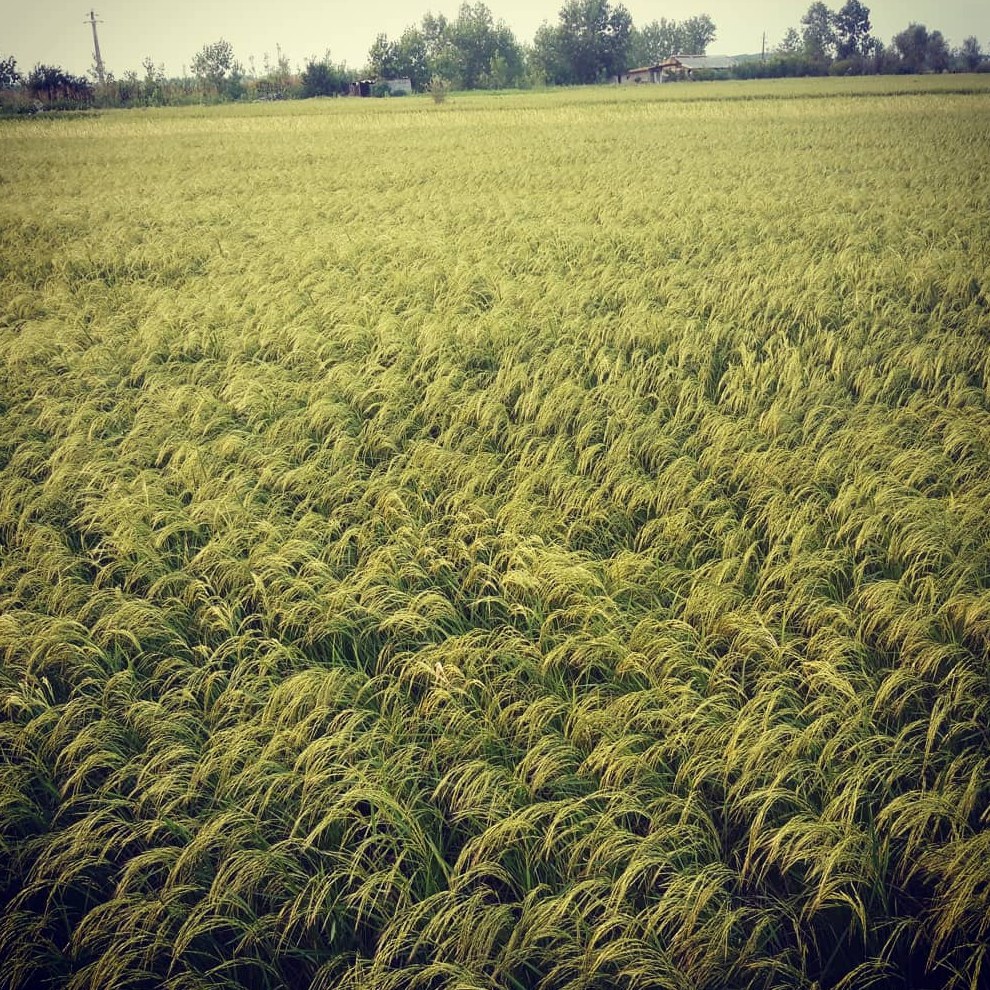 برنج هاشمی درجه 1