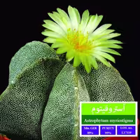 بذر کاکتوس آستروفیتوم میروستیگما بذر طلایی رویان