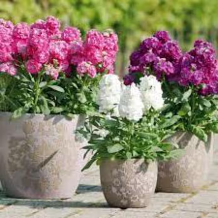 بذر گل شب بو گل درشت 20عددی