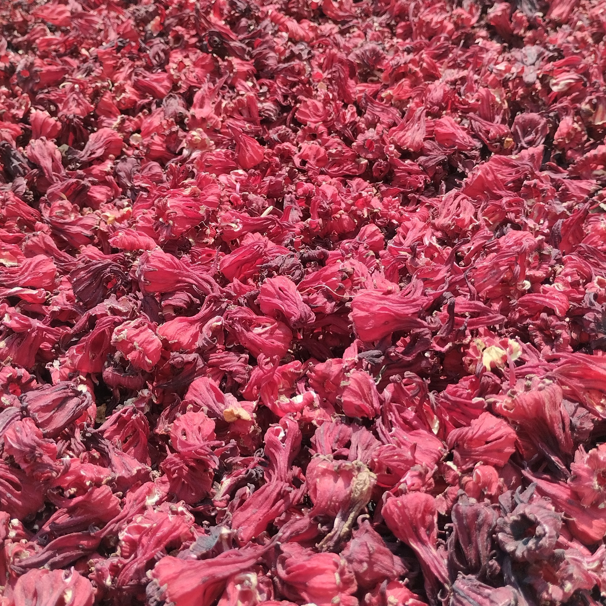 چای ترش ایرانی