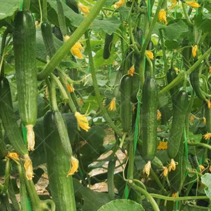 بذر خیار درختی  گلخانه ای تک عددی