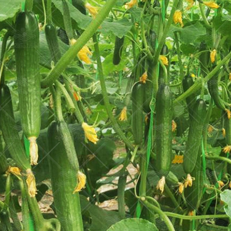 بذر خیار درختی گلخانه ای تک عددی