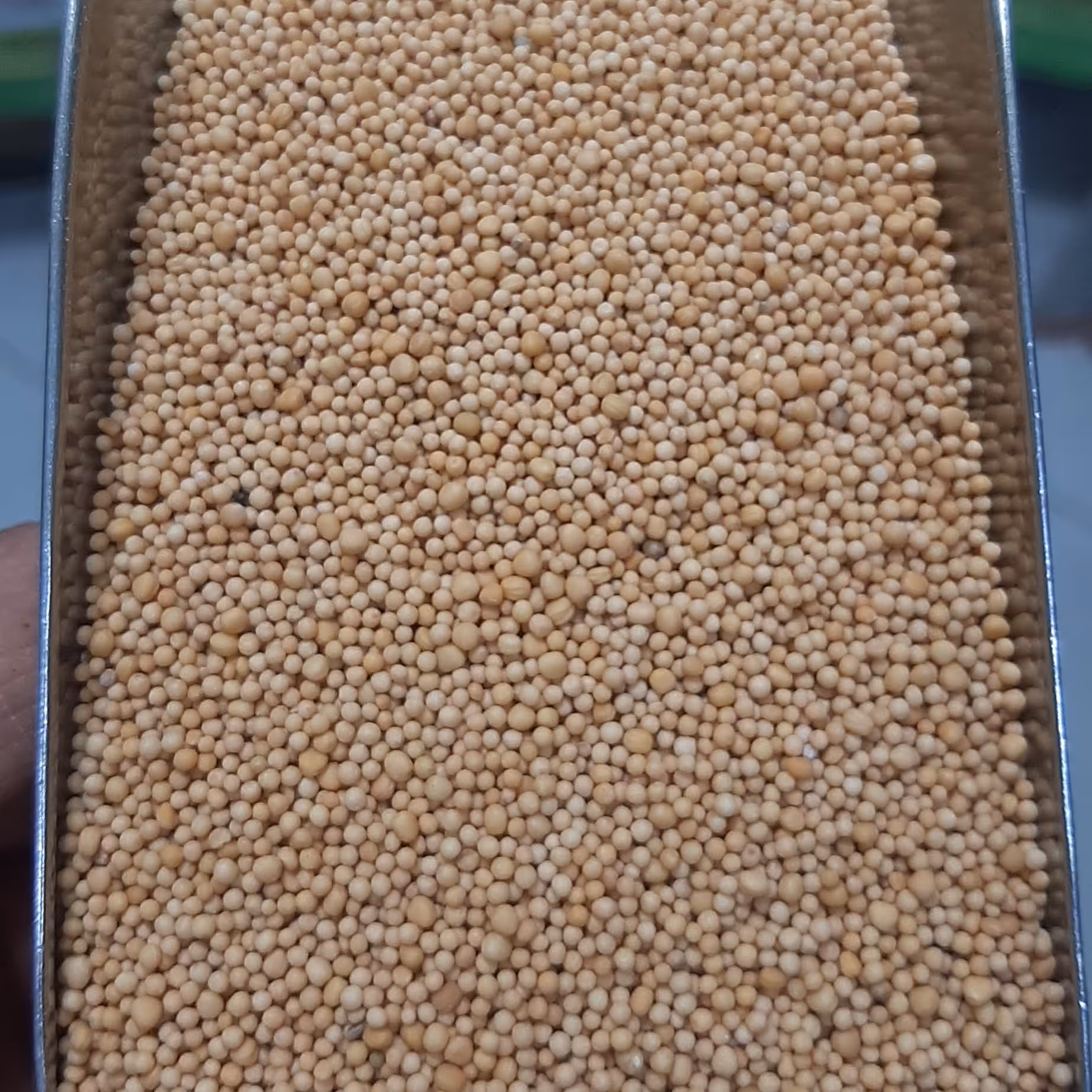 بزر خردل